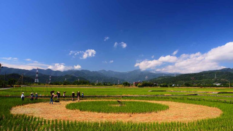 稻田裡的餐桌